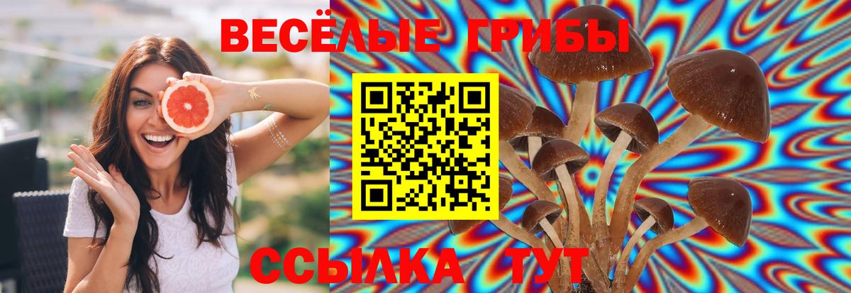 Балашов  закладки  Псилоцибиновые грибы Psilocybine cubensis  Вход с VPN  Псилоцибиновые грибы GOLDEN TEACHER 
